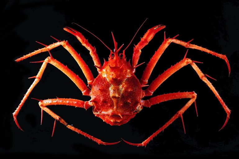 Lithodes longispina, Tin-Yam Chan National Taiwan Ocean University