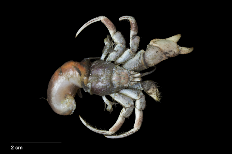 Loxopagurus loxochelis, Bruno Ogata