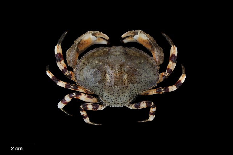 Hepatus pudibundus, Bruno Ogata
