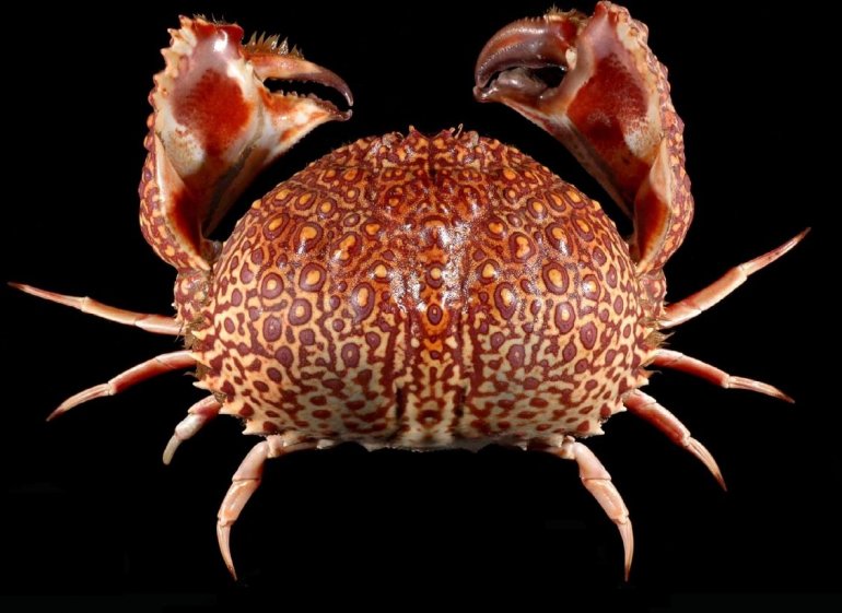 Calappa japonica, Tin-Yam Chan National Taiwan Ocean University