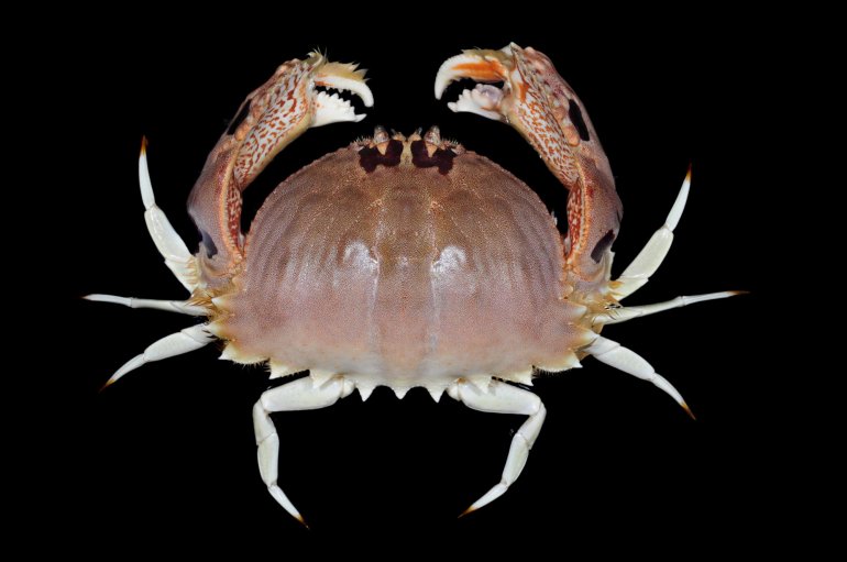 Calappa philargius, Paul Ng