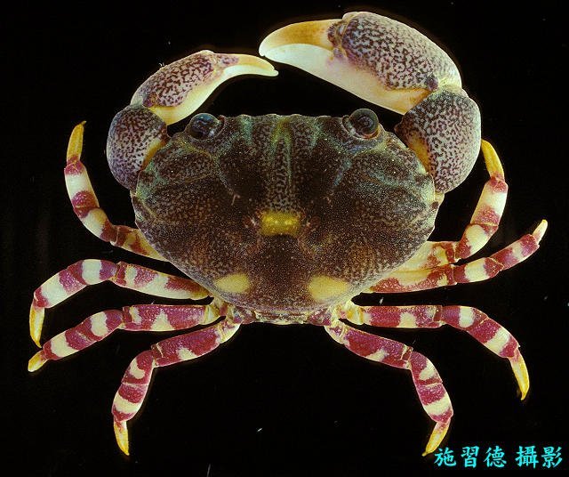 Lydia annulipes, Hsi-Te Shih