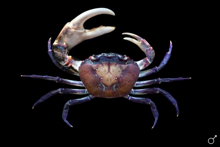 Sayamia melanodactylus, Ondřej Radosta