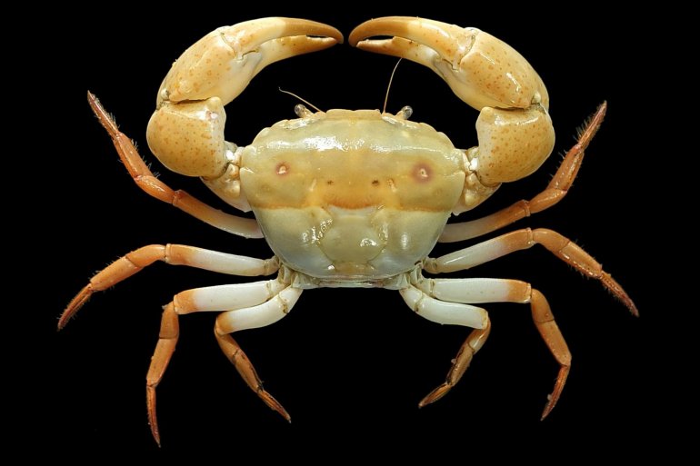 Eucrate tripunctata, Mos Nattapat