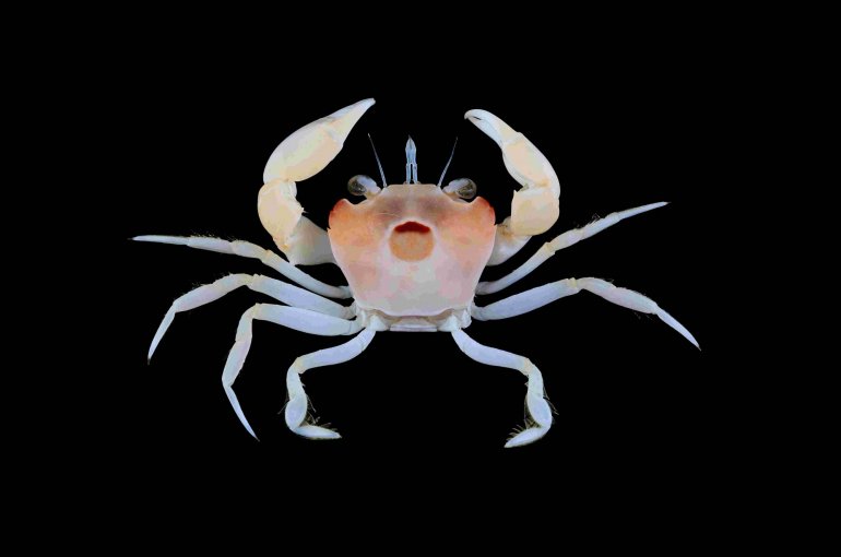 Psopheticoides sanguineus, Tin-Yam Chan National Taiwan Ocean University