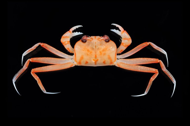 Hexaplax aurantium, Tin-Yam Chan Museum national d’Histoire naturelle