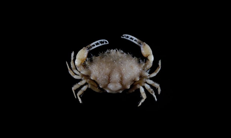 Iphiculus spongiosus, Yi-Jia Shih