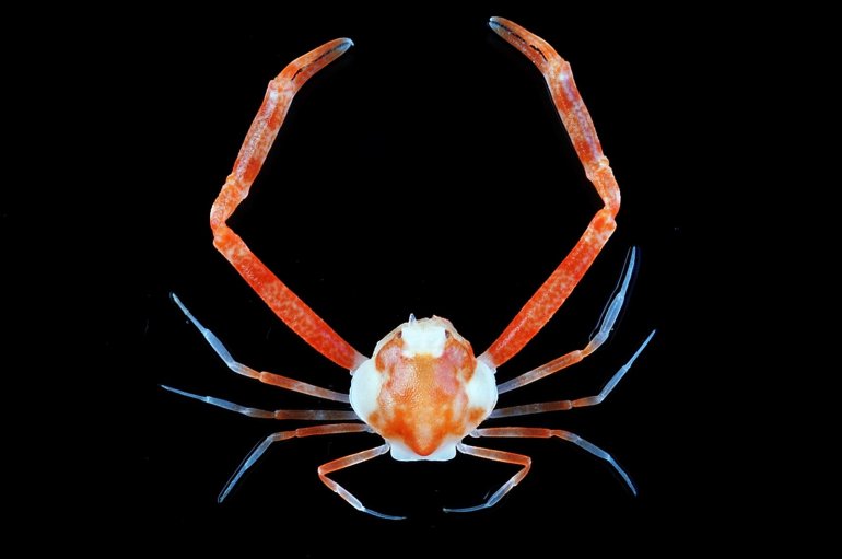 Ancylodactyla elata, Tin-Yam Chan Museum national  d’Histoire naturelle