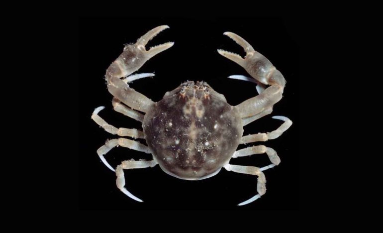 Bellidilia laevis, Michael Marmach Museum Victoria
