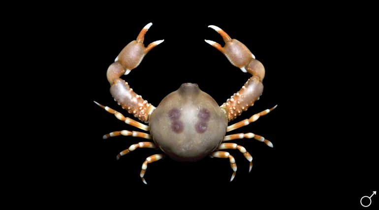 Euclosiana unidentata, Ondřej Radosta