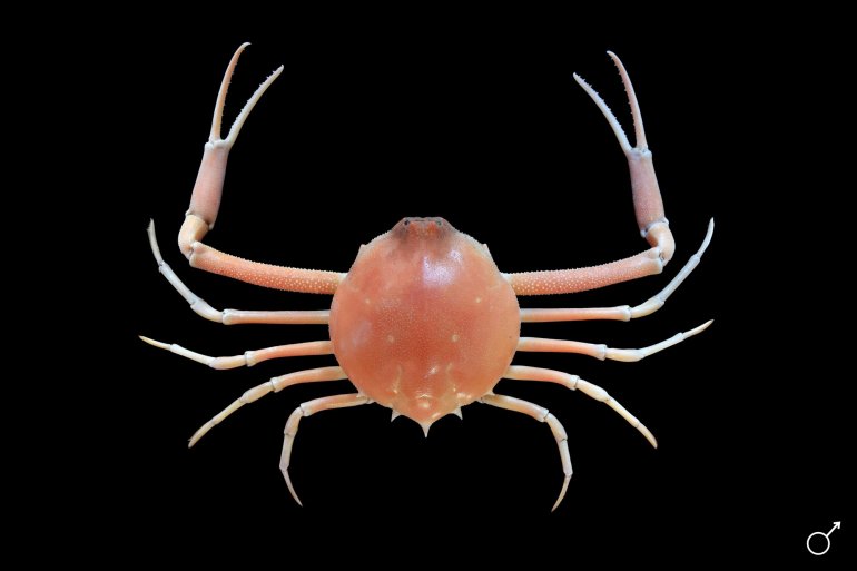 Myropsis quinquespinosa, Myropsis quinquespinosa