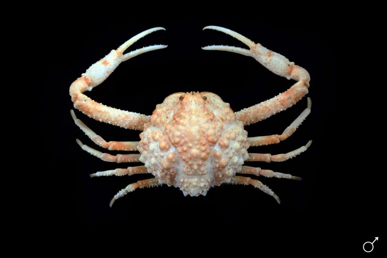 Neparilia tuberculata, Ondřej Radosta
