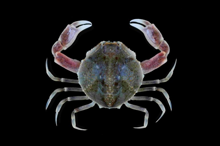 Pyrhila pisum, Tin-Yam Chan National Taiwan Ocean University