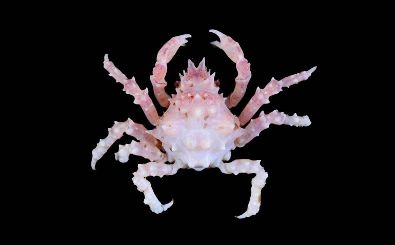 Hoplophrys oatesii, Tin-Yam Chan National Taiwan Ocean University
