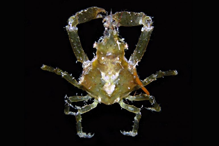Menaethius monoceros, Gustav Paulay // Arthur Anker paulay@flmnh.ufl.edu