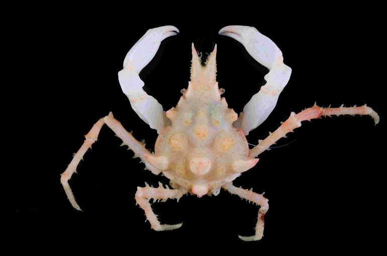 Oxypleurodon leonis, Tin-Yam Chan National Taiwan Ocean University