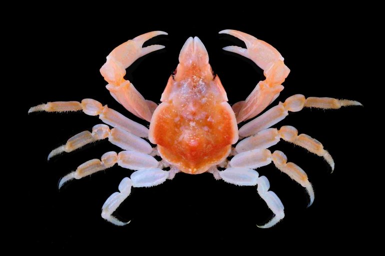 Stegopleurodon pteridion, Tin-Yam Chan National Taiwan Ocean University