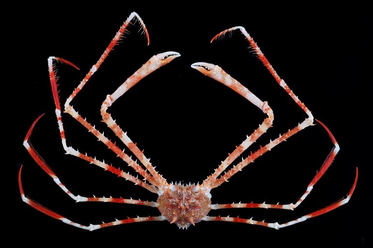 Cyrtomaia murrayi, Tin-Yam Chan Museum national  d’Histoire naturelle
