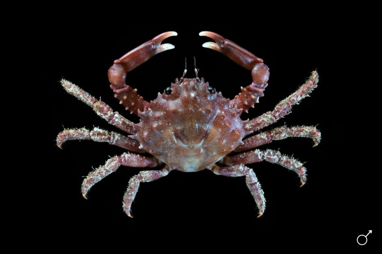 Damithrax hispidus, Ondřej Radosta