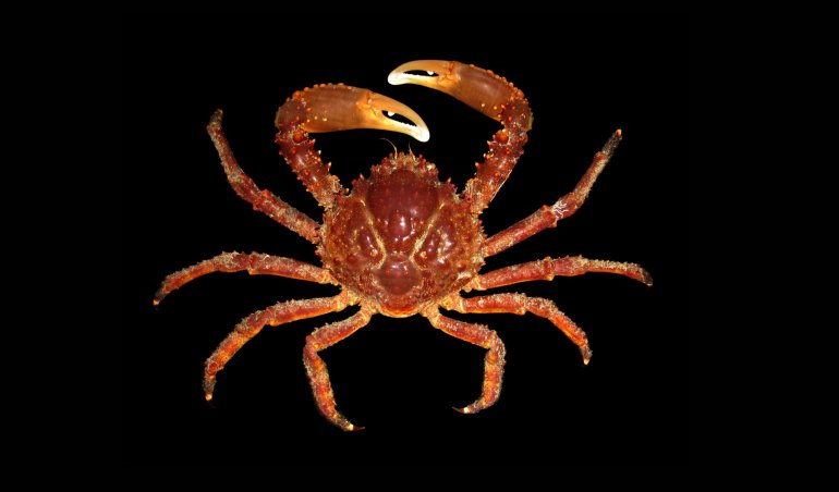 Damithrax spinosissimus, Juan Antonio Baeza