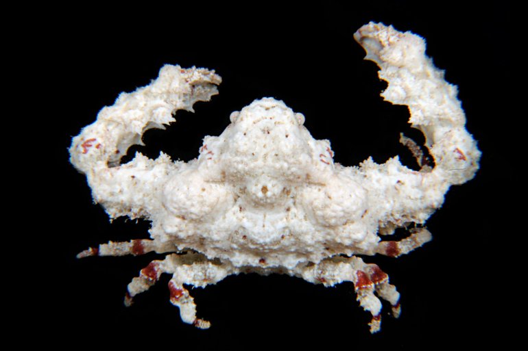 Daldorfia leprosa, Gustav Paulay // Arthur Anker paulay@flmnh.ufl.edu