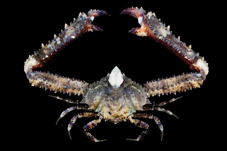 Enoplolambrus laciniatus, Tin-Yam Chan National Taiwan Ocean University