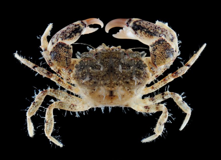 Benthopanope eucratoides, Paul Ng