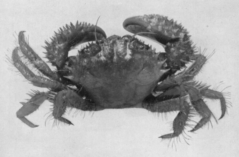 Pilumnus townsendi, Mary J. Rathbun Scientific results of the expedition to the Gulf of California in charge of C.H. Townsend