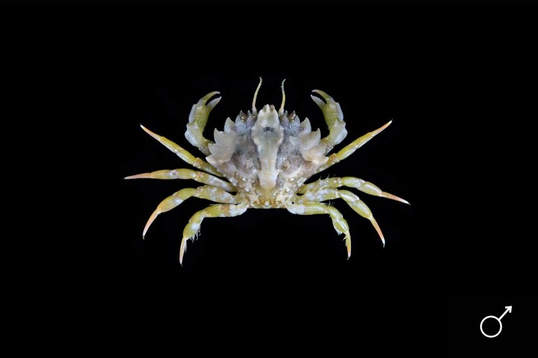 Pirimela denticulata, Ondřej Radosta