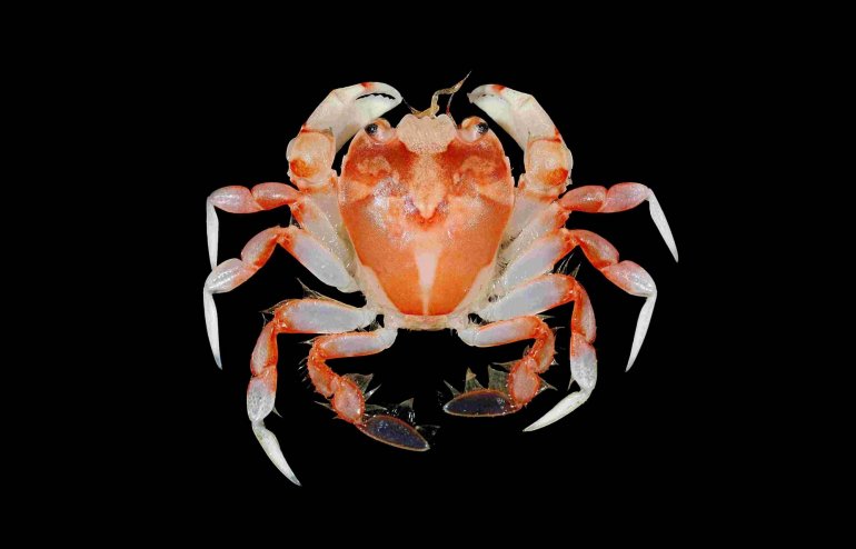 Brusinia elongata, Tin-Yam Chan National Taiwan Ocean University /Museum national d’Histoire naturelle