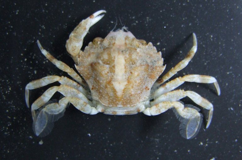 Liocarcinus pusillus, Steven Campbell