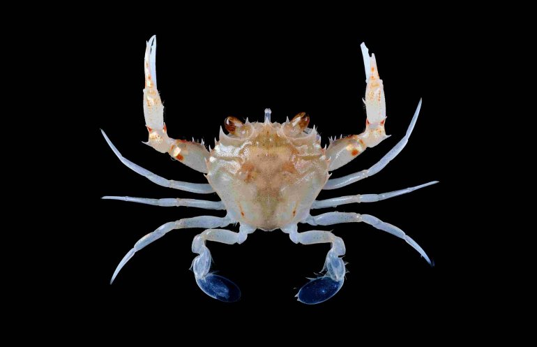 Ovalipes iridescens, Tin-Yam Chan National Taiwan Ocean University