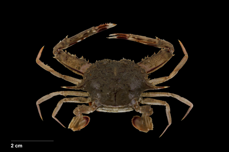 Achelous spinicarpus, Bruno Ogata