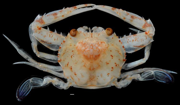 Cavoportunus dubius, H. Komatsu Ng, Peter K. L., 2010, A new genus of the family Portunidae (Crustacea: Decapoda: Brachyura) and the identity of Portunus (Cycloachelous) yoronensis Sakai, 1974, Zootaxa 2677, pp. 38-48: 39-40