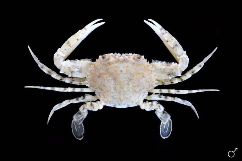 Cycloachelous granulatus, Ondřej Radosta