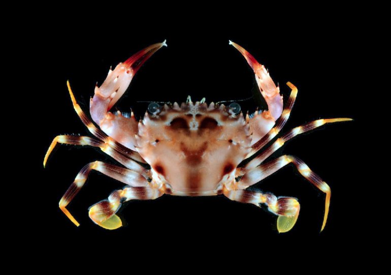 Gonioinfradens paucidentatus, Gustav Paulay From Molecular phylogenetics of swimming crabs (Portunoidea Rafinesque, 1815)