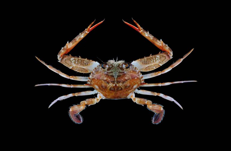 Lupocycloporus gracilimanus, Tin-Yam Chan National Taiwan Ocean University