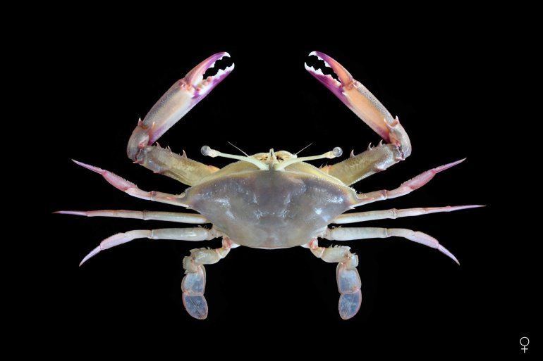 Podophthalmus vigil, Ondřej Radosta