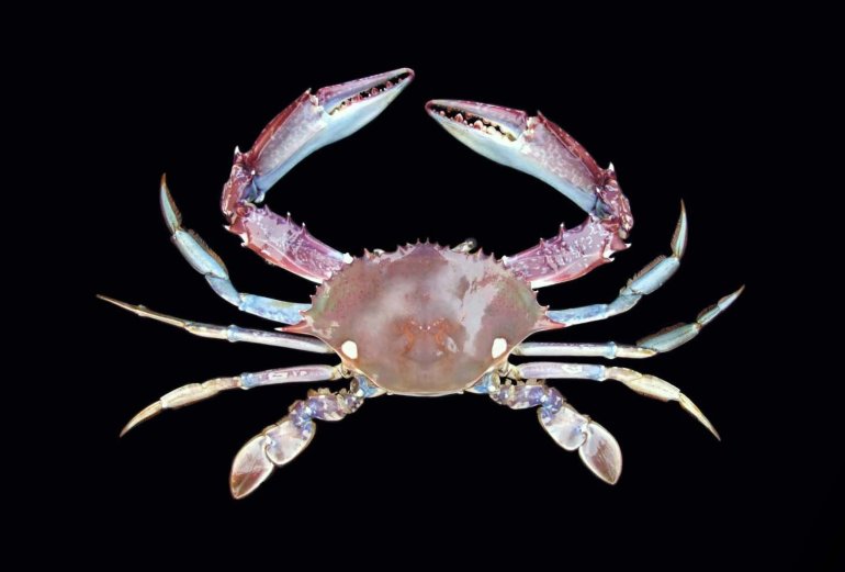 Sanquerus validus, Steven Campbell