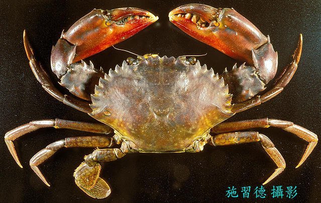 Scylla tranquebarica, Hsi-Te Shih