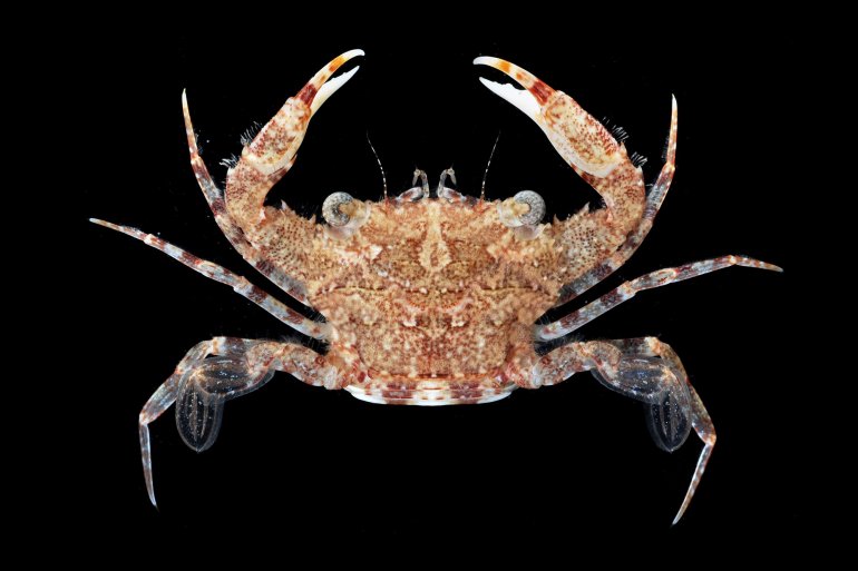 Thalamita spinifera, Gustav Paulay // Arthur Anker