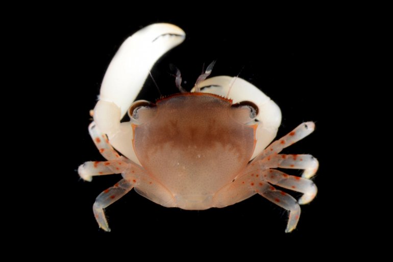 Tetralia glaberrima, Gustav Paulay // Arthur Anker Florida Museum of natural history