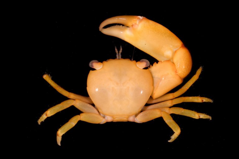 Trapezia bidentata, Gustav Paulay // Arthur Anker Florida Museum of natural history