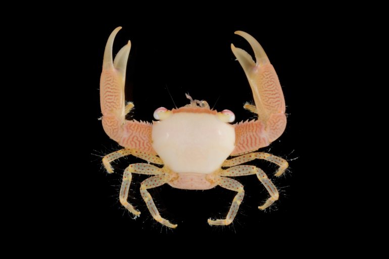 Trapezia guttata, Gustav Paulay // Arthur Anker Florida Museum of natural history