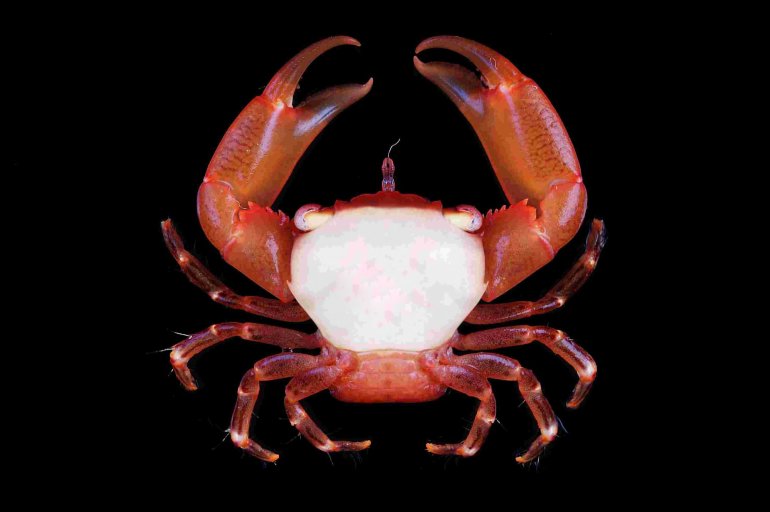 Trapezia guttata, Tin-Yam Chan National Taiwan Ocean University