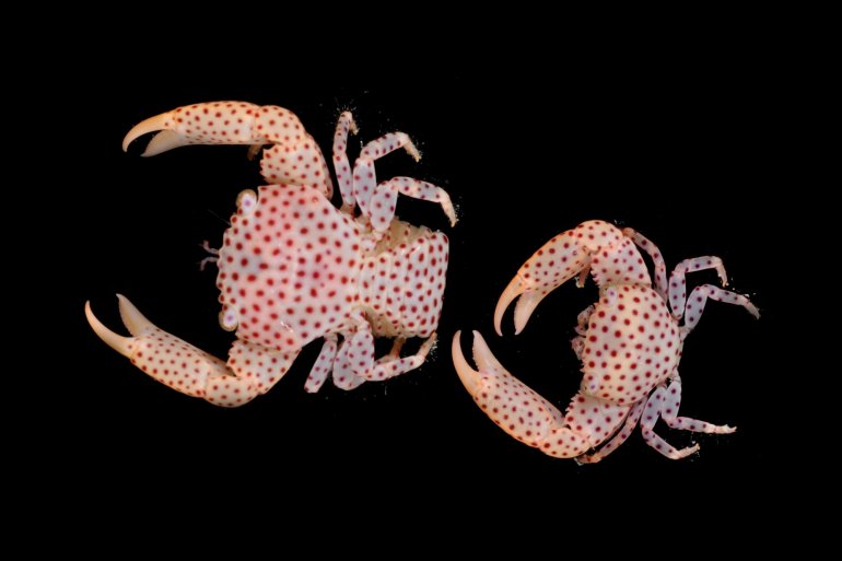 Trapezia tigrina, Gustav Paulay // Arthur Anker Florida Museum of natural history