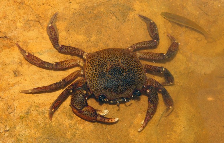 Sylviocarcinus pictus, Arthur Anker