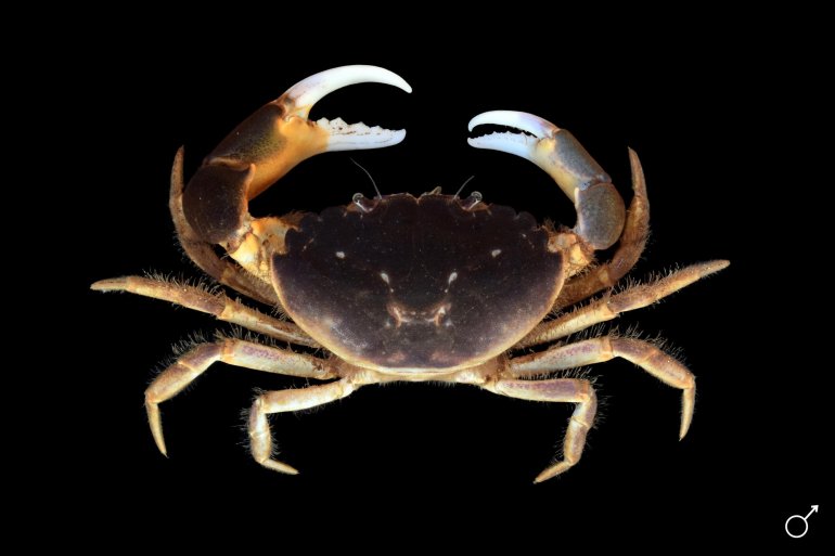 Eurytium limosum, Ondřej Radosta