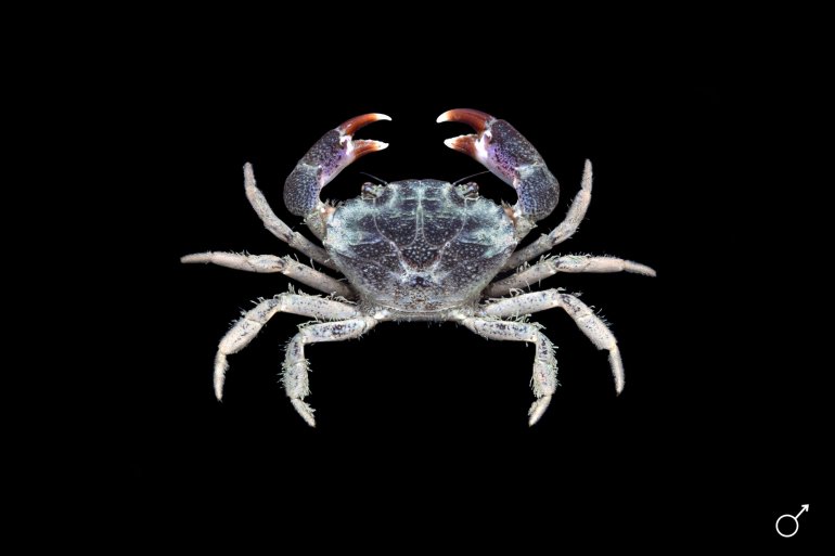 Panopeus lacustris, Ondřej Radosta