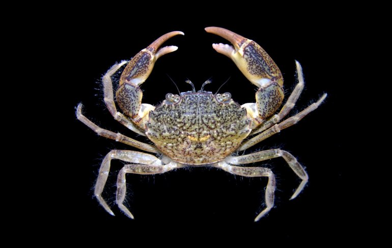 Rhithropanopeus harrisii, Arthur Anker